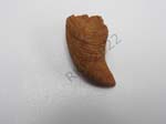 Gastropod Hypostome
